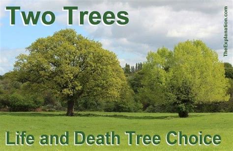 A Tree Even Two Trees To Represent God S Intentions For Humankind The