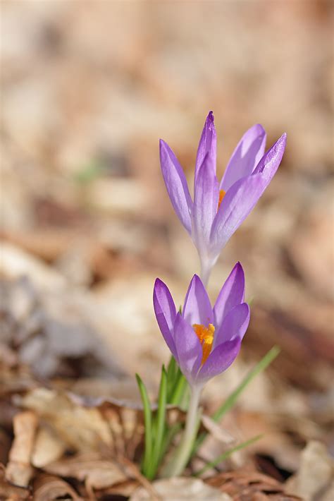 Elfen Krokus Elfen Krokus Crocus Tommasinianus C Karin Flickr