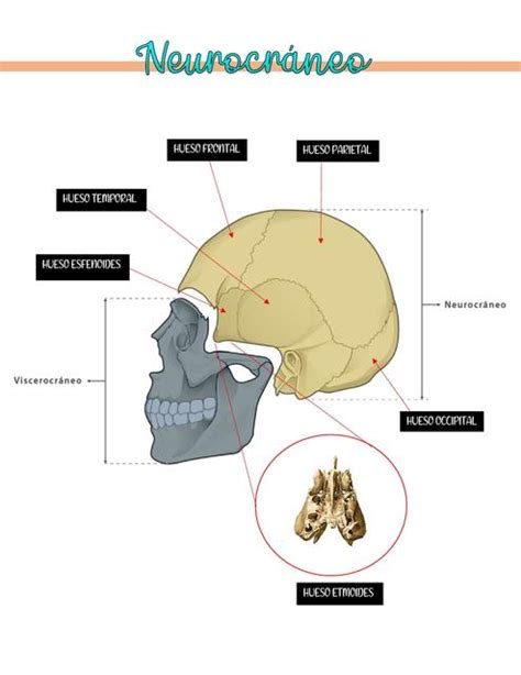 Neurocráneo Viscerocráneo Y Base Del Cráneo Médica Politécnica Udocz