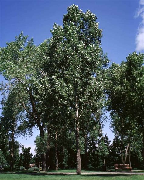 Fast Growing Shade Trees That Will Create A Shady Oasis In Record