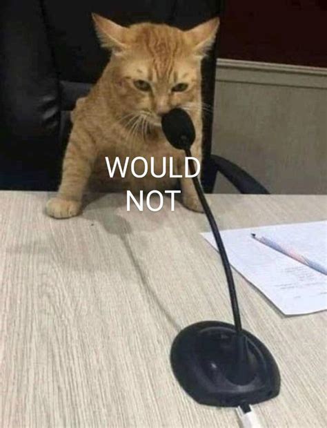 No Cat Meme