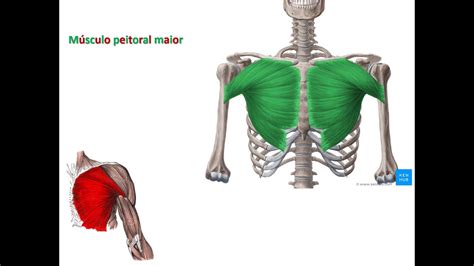 músculos coracobraquial e peitoral maior YouTube