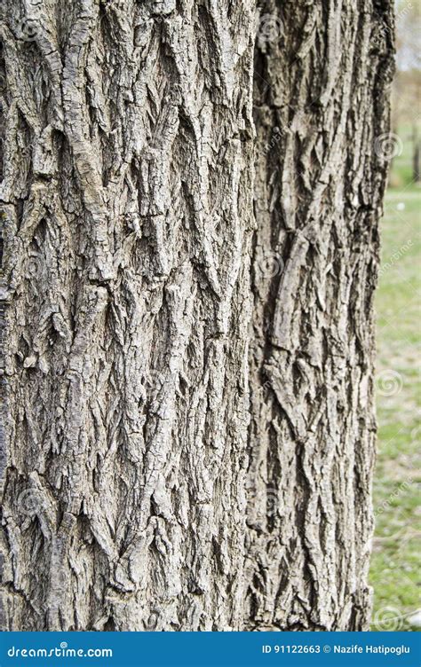 Willow Tree Outer Shell Pictures Tree Bark Patterned Bark Willow