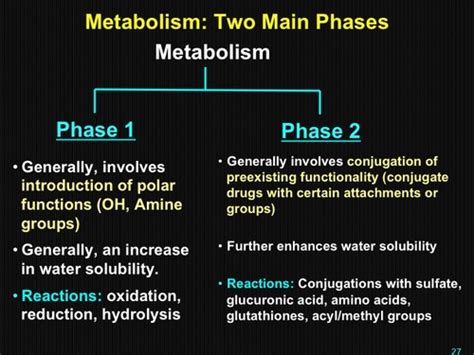 Liver Drug Metabolism Flashcards Quizlet