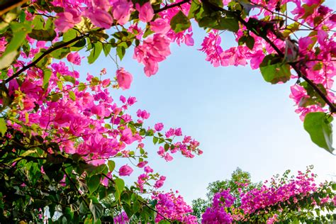 Fa A Mudas De Primavera Ou Bougainvillea Em Casa Veja Um M Todo F Cil