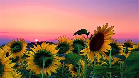 Sunflower Desktop Wallpapers - Wallpaper Cave