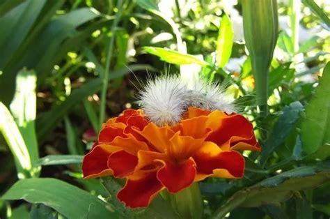 A Complete Fuzzy Caterpillar Identification Guide For You