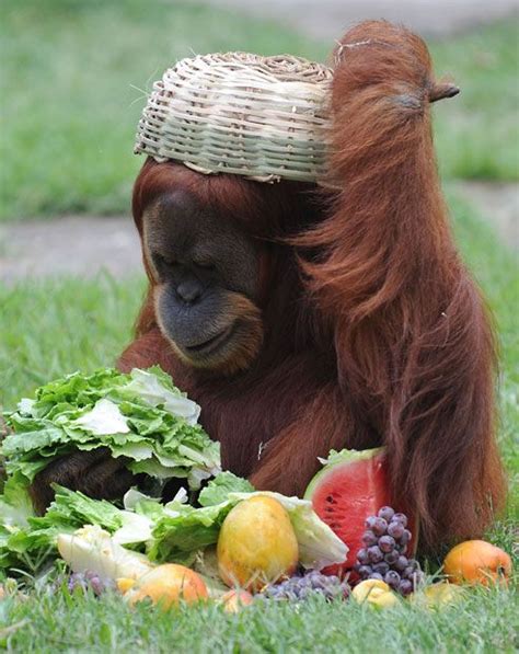 Pictures Of The Day December Orangutan Sumatran Orangutan