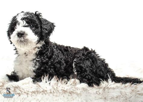 Suzy Our Pets At Awesomedoodle
