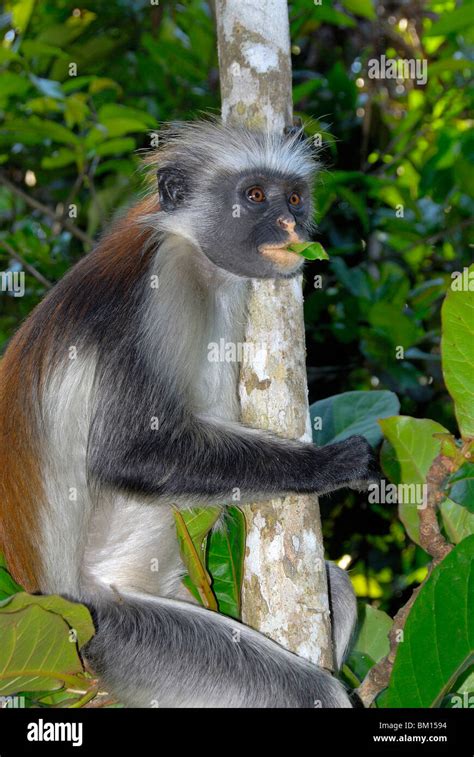 Zanzibar Red Colobus monkey, Jozani Chwaka Bay National Park, Zanzibar ...