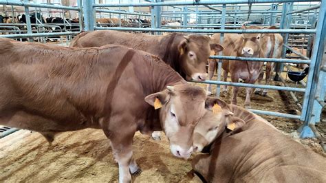 CENTRAL AGROPECUARIA DE GALICIA ABANCA Subasta De Vacas Terneros Y Cebo