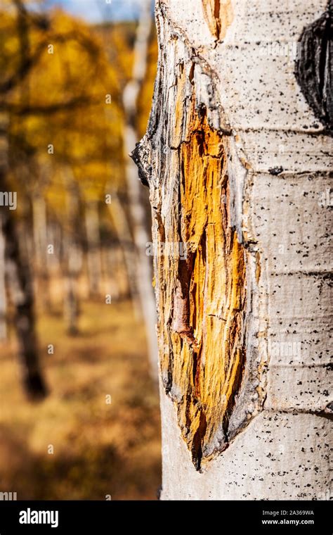 Close Up Of Textured White Aspen Tree Bark Rubbed Bare By Elk Antlers