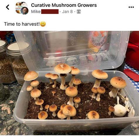 Tub Mushroom Grow Kit