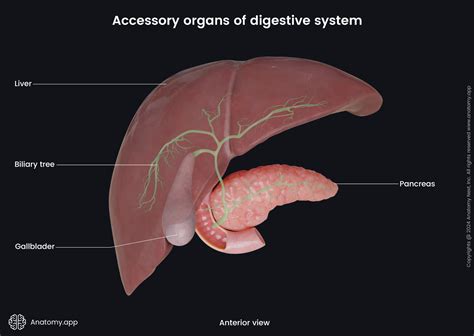 accessory organs  digestive system media library anatomyapp
