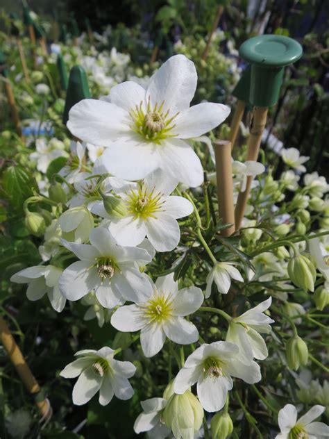 Clematis Early Sensation Clematis Evergreen Climbers Evergreen Shrubs