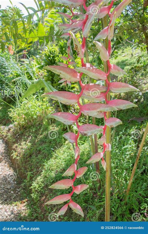 Flowers And Green Vegetation In The Rainy Season In Costa Rica Stock