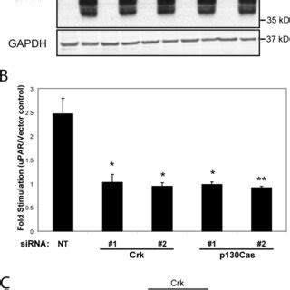 DOCK180 is required for uPAR-driven membrane ruffling and Rac ... 