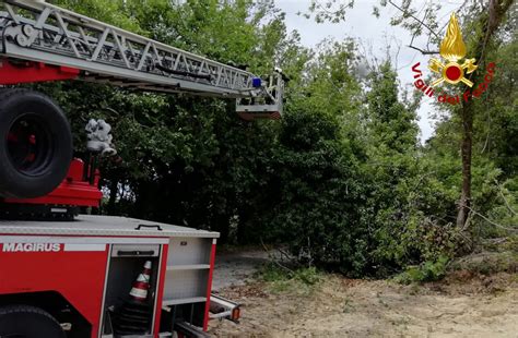 Albero Pericolante A Vittoria Quotidiano Di Ragusa