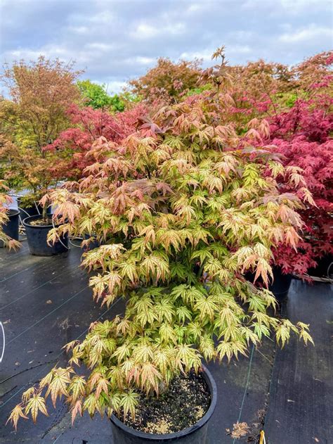 Acer Palmatum Peaches And Cream Japanese Maple Japanese Garden