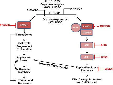 Co Regulation And Function Of FOXM1 RHNO1 Bidirectional Genes In Cancer