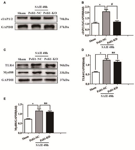 Frontiers Peli Contributions In Microglial Activation