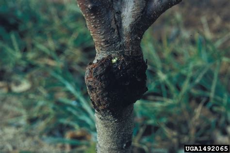 Apricot Diseases And Pests Description Uses Propagation