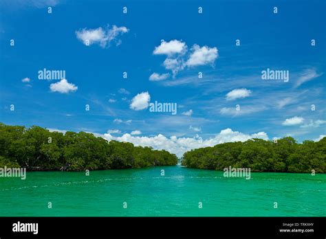 Manglar Reserva De La Biosfera De Sian Kaan Riviera Maya Estado De