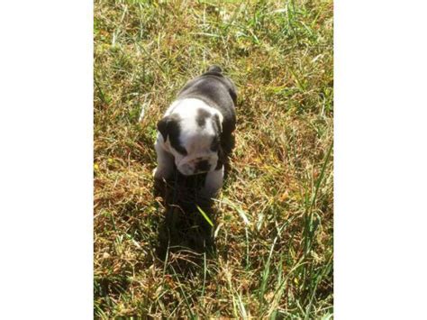 Black and white female English Bulldog Puppy Hickory - Puppies for Sale ...