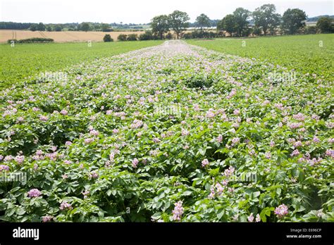 Rows Of Flowering Potato Potatoes Growing In A Field Suffolk England