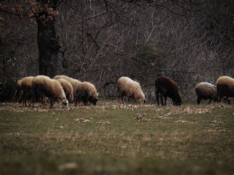 Flock Of Sheep Grazing On A Field Under Trees Stock Image Image Of