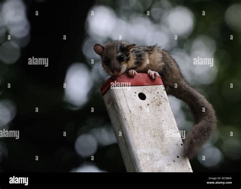 edible dormouse or fat dormouse Stock Photo - Alamy