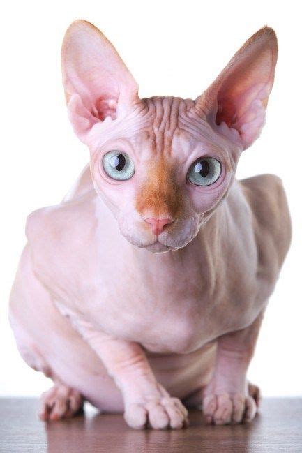 Todo Sobre El Gato Egipcio Esfinge O Sphynx Melopienso Gatos