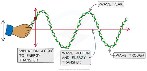 Transverse And Longitudinal Waves Cie Igcse Physics Co Ordinated Sciences Double Award