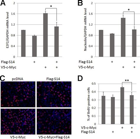 Ribosomal Protein S14 Negatively Regulates C Myc Activity Journal Of