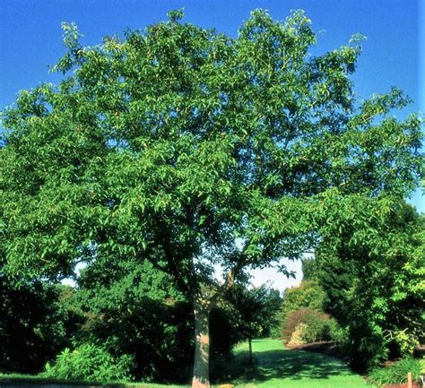 Buy Juglans Regia Tree Hillier Trees