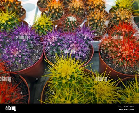 Small Cacti In Pots Cacti With Colorful Needles Home Plants For Interior Decoration Stock