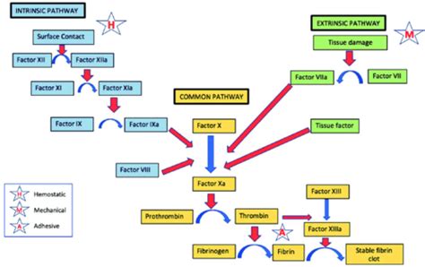 Hemostatic Abnormalities Hemorrhagic Diathesis Flashcards Quizlet