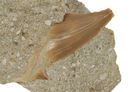 Otodus Shark Tooth Fossil In Rock Eocene For Sale