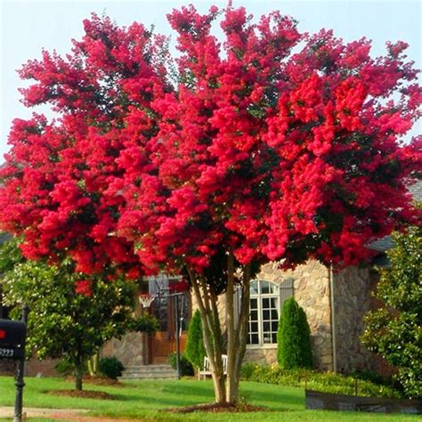 Najd U Ej Kwitn Cy Krzew Wiata Lagerstroemia Red