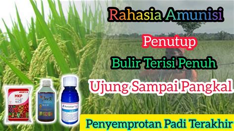 Penyemprotan Tanaman Padi Fokus Ke Nutrisi Agar Pengisian Malai