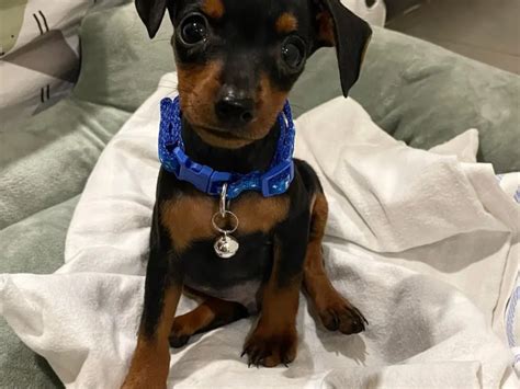 Miniature Pinscher For Sale Tailwag Miniature Pinscher Breeders