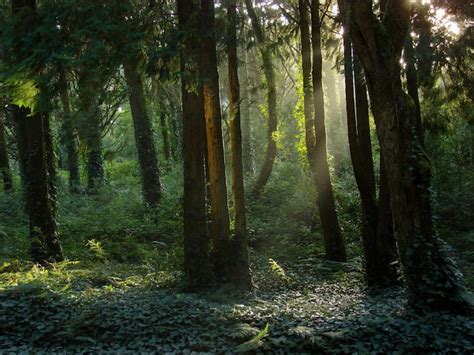 Hermoso Paisaje Del Sol Brillando Sobre Un Bosque Verde Lleno De