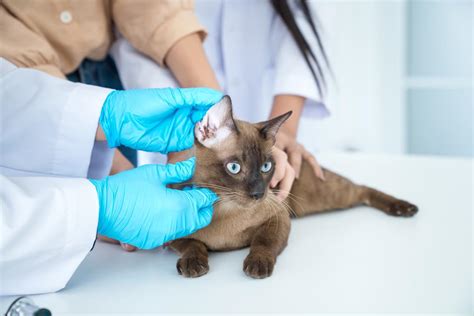 The Importance Of Spaying And Neutering Benefits And Considerations