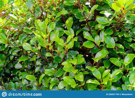 Griselinia Littoralis Stockfoto Bild Von Erzeugnis 260021794