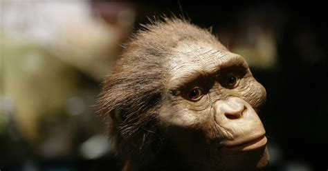 Lucy La Australopithecus M S Famosa Del Mundo