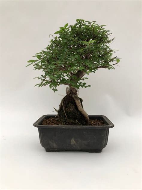 Chinese Iep Bonsai Ulmus Parviflora Cm Japan Catawiki