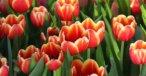 A Z List Of Flowering Bulbs Nurseries Online Usa