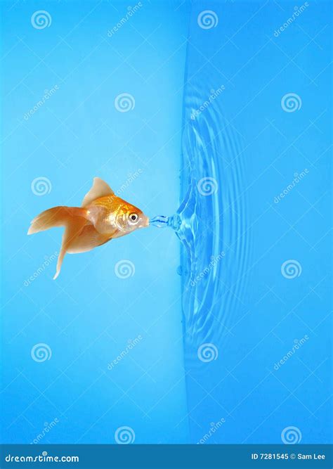 Goldfish Drinking Frozen Water Drop Royalty Free Stock Photo Image