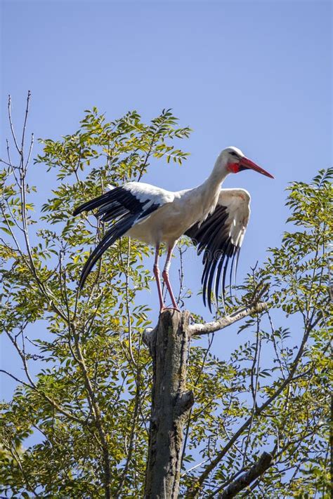 Stork Tree Stock Photo Image Of Wild Park Bird Wildlife 33809750