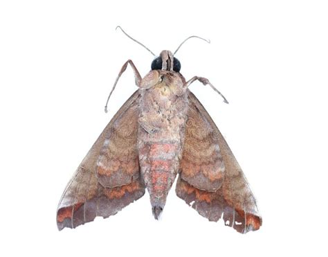 Moth Stock Photo Image Of Close Closeup Moth Antenna 30153452